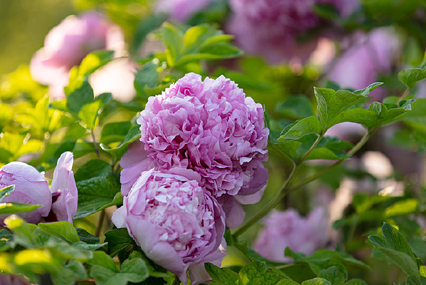 ǳ��ɫĵ������д