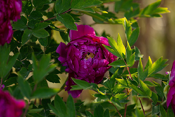 һ�使�޵ĵ�õ��ɫĵ����