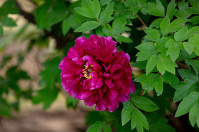 一朵的玫红色牡丹花