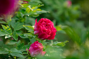 �����еĺ�ĵ��