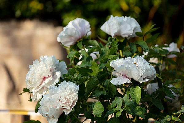 �峿�İ�ɫĵ����