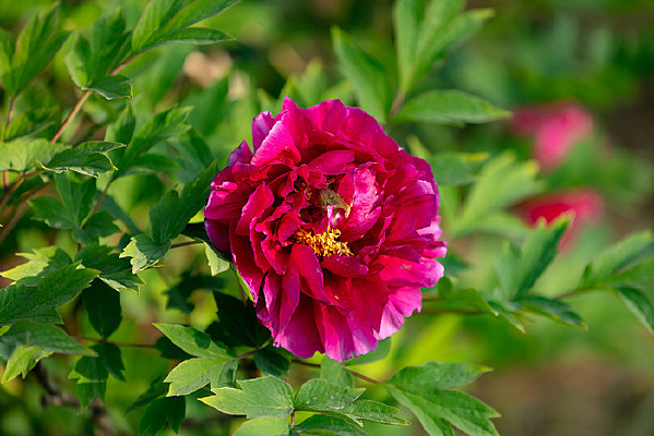 һ��õ��ɫĵ����