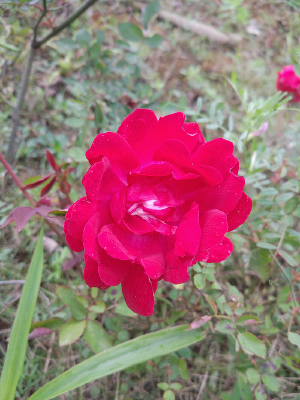 ��ֲ��õ�廨