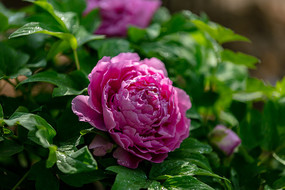 ��¶�����ɫĵ����