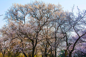 ��԰��ʢ���Ű׻�����������