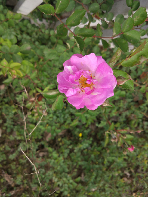 �����õ�廨