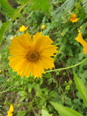 ���ĵĻ���