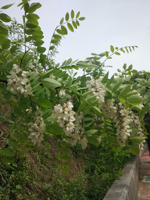 ·�ߵ�����