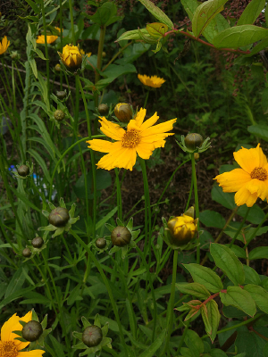 Ұ���Ļ���