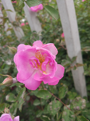 ����µ�õ�廨