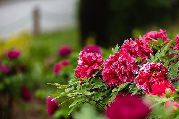 ��ɫĵ����