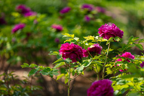 ��԰�����ɫĵ����