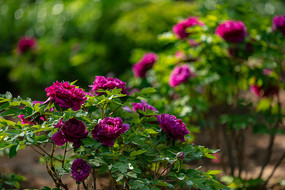 ��԰�����ɫĵ����