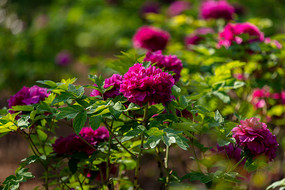 ��԰�����ɫĵ����