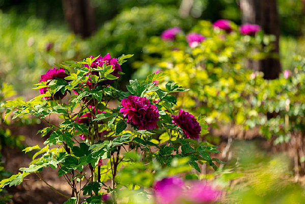 ĵ��԰��ĵ��