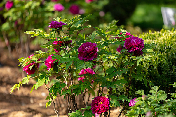 �峿����ɫĵ����