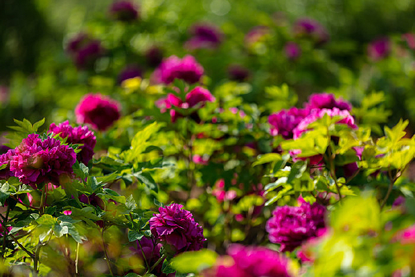 �峿ʢ���Ĳ���ĵ��