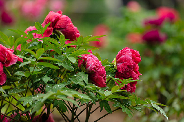 ���ĺ�ɫĵ����