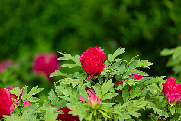 �峿�ĺ�ĵ��