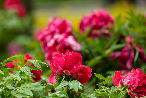 �峿�ĺ�ɫĵ����