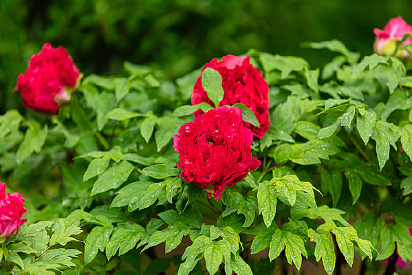 �峿��ĵ����