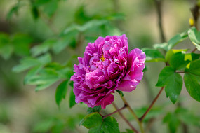 һ��ʢ������ɫĵ����