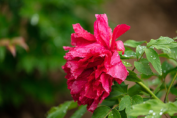 ���ĺ�ĵ��