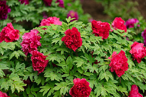 ���ĺ�ɫĵ����