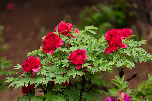 ���ʢ���ĺ�ɫĵ����