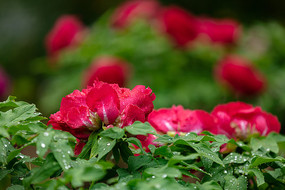 ��ˮ��ĺ�ĵ��