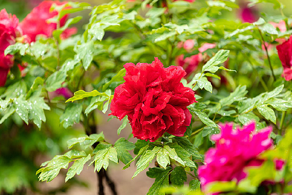 ��ɫĵ����