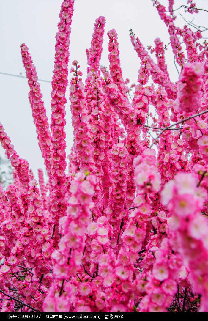 榆树开花图片欣赏图片