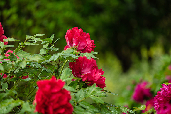 ���ĺ�ɫĵ����