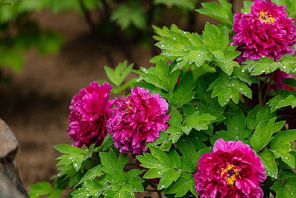 ʢ������ĵ��