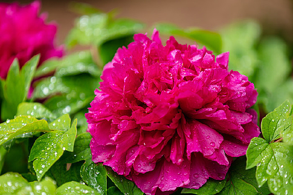 ĵ������