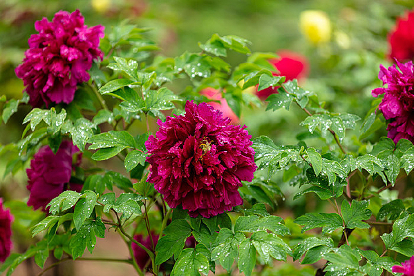 ��ˮ���ĵ����