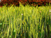 ������ṹͼ