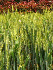 ����������ͼ