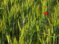 ��������ɻ�