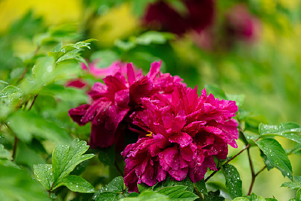 ʢ������ɫĵ����