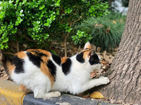 ��ˣ������è