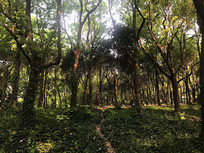 ����С��