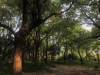 ï�ܵ�С����