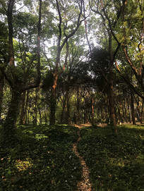 ������Ĺ�Ӱ