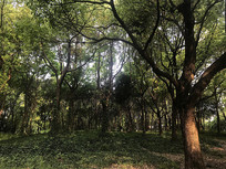 С���ֵ�Ӱ��