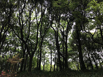 ����С����