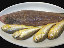 ������ʳ�İ���-Ұ��С����