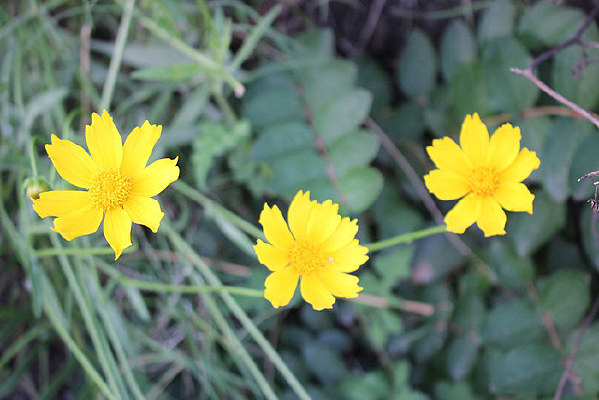 �����ջ�