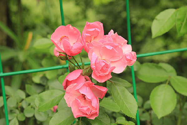 ��ɫ�����  