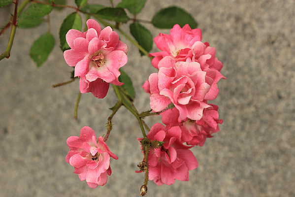 ��ɫ����û�